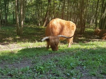 Randonnée Marche Dossenheim-sur-Zinsel - Les châtaignes version allongée  - Photo