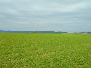 Tocht Paardrijden Melsheim - Melsheim griesbach - Photo