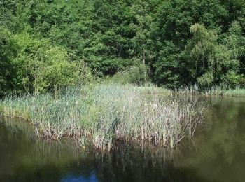 Tocht Te voet Tharandt - Grüner Punkt - Photo