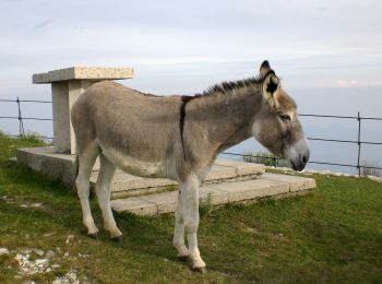 Tour Zu Fuß Borso del Grappa - IT-180 - Photo