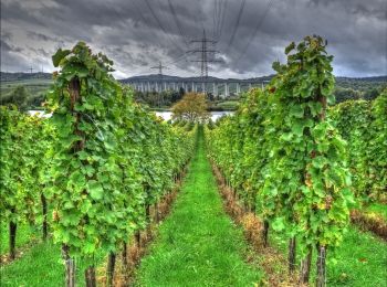 Randonnée A pied Longuich - Longuich - Weinbergschleife - Photo