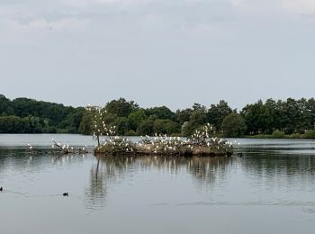 Excursión Senderismo Couëron - Nantes Lac de Beaulieu  - Photo