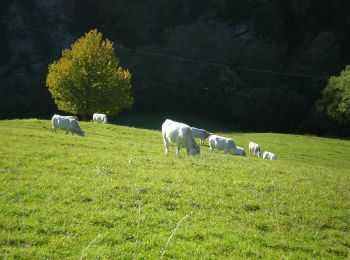 Tour Zu Fuß Marradi - Anello di Marradi - Photo