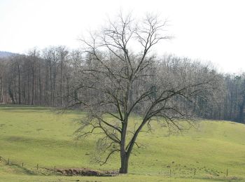 Trail On foot Oberzent - Rundwanderweg Beerfelden Reußenkreuz 2: Krähberg-Weg - Photo