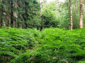 Percorso Marcia Tervuren - Arboretum - Kapucijnenbos - Photo