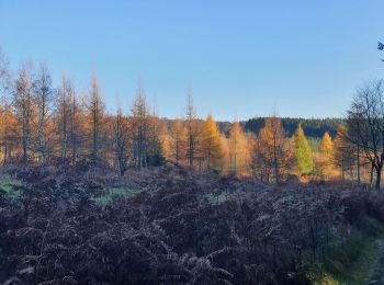Tocht Stappen La Roche-en-Ardenne - rando samrée 26/11/2020 - Photo