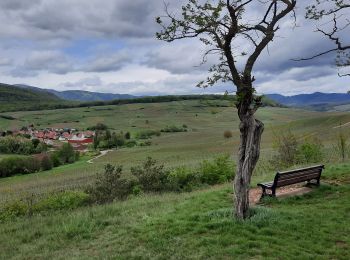 Tour Wandern Orschweier - Boucle pour Soultzmatt - Photo