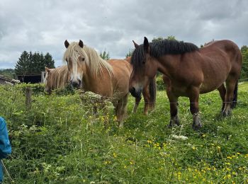 Tocht Stappen Rendeux - Marcouray - Photo