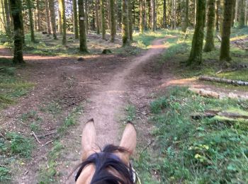 Excursión Paseo ecuestre La Tour-du-Meix - Vouglan lundi 11 Tivio  - Photo