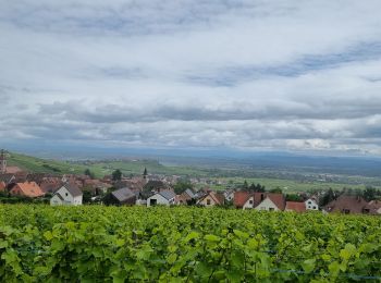 Randonnée Marche Mittelwihr - ARCA Mittelwihr - Photo