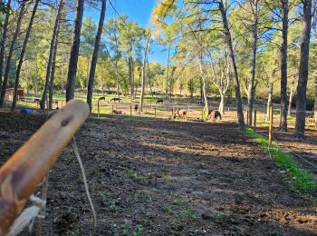 Tocht Stappen Le Castellet - Les Barres du plan de Castellet - Photo