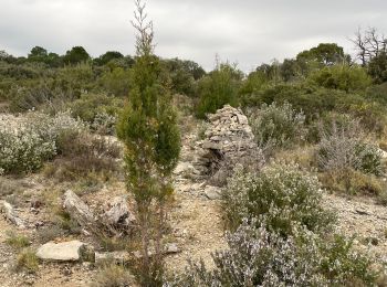 Excursión Senderismo Saint-Bauzille-de-Montmel - Le puech des Mourgues - Photo