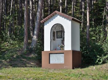 Percorso A piedi Gemeinde Ternitz - Sieding - Thann - Steinfelderhütte - Bürschhof - Photo