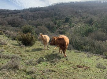 Trail Walking Taurize - Taurize - Photo