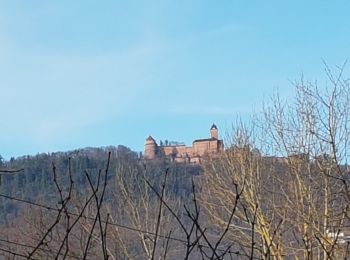 Trail Walking Saint-Hippolyte - St Hippolyte - Bergheim - château Reichenberg - Photo