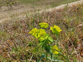 Trail Walking Villespassans - villespassans - Photo