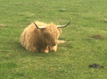 Tocht Stappen Léglise - Ebly - Photo