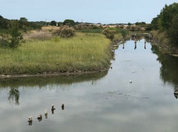 Tour Wandern Mornac-sur-Seudre - Mornac - Photo