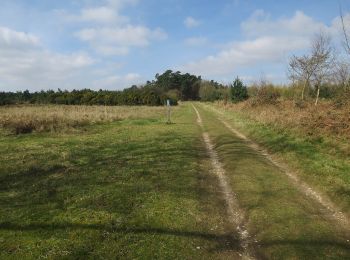 Randonnée A pied West Suffolk - Forest and Heath Trail - Photo