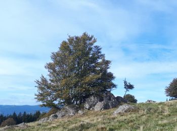 Randonnée Marche Bourbach-le-Haut - col du schirm - Photo