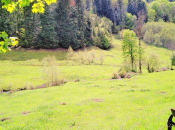 Randonnée Randonnée équestre Vecoux - rando vosgienne partie 2 - Photo