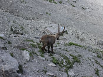 Randonnée A pied Val-de-Charmey - Les Marindes-Motélon - Photo