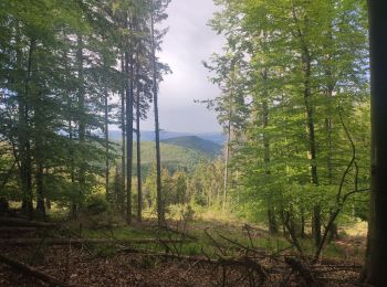 Tour Wandern Börsch - heidenkopf - Photo