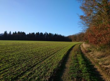 Tocht Stappen Dame-Marie-les-Bois - Dame-Marie-les-Bois - PR La ronde des Donnamariens - 7.4km 65m 1h35 - 2023 12 16 - Photo