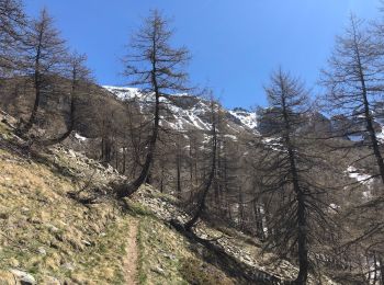 Tocht Sneeuwschoenen Entraunes - Tête de Sanguinière - Photo