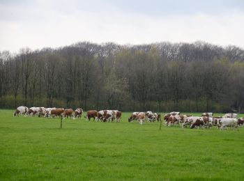 Randonnée A pied Arnhem - Deelerwoud - Groen - Photo