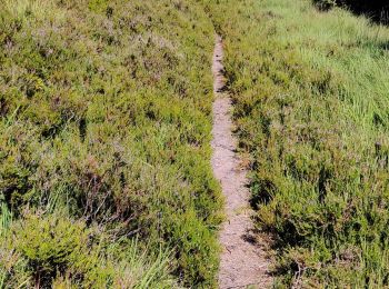 Tour Wandern Moussey - Col de Prayé - La corbeille - Photo