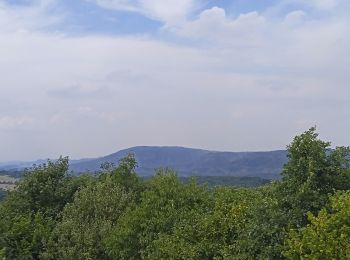 Trail On foot Růžová - NS Růžová - Photo