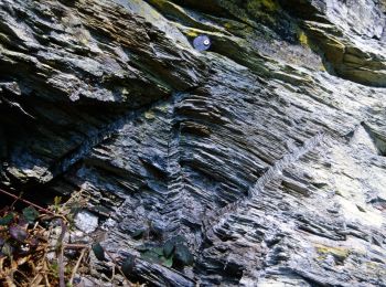 Tour Zu Fuß Hürtgenwald - Ochsenkopf-Weg - Photo