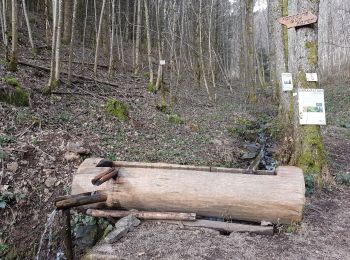 Tocht Stappen Schirmeck - Montagne sacrée du Donon depuis Schirmeck - Photo