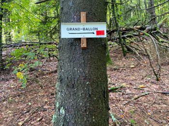 Randonnée Marche Soultz-Haut-Rhin - le Grand Ballon  - Photo