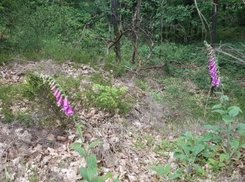 Percorso Marcia Bruyères-le-Châtel - Essonne_Fontenay-Les-Briis=>LaRocheTurpin - Photo