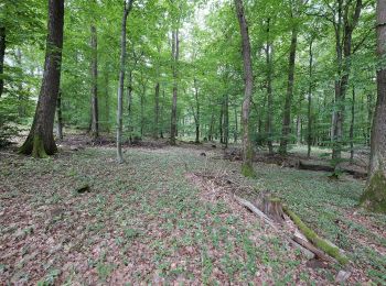 Percorso A piedi Friedrichsdorf - Saalburg - Gickelsburg - Batzenbäumchen - Photo