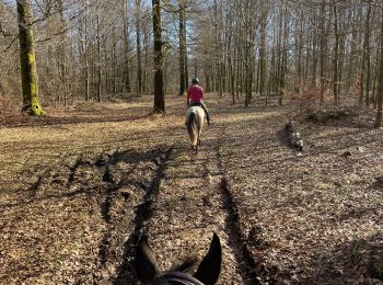 Tour Reiten Habich - Marbehan par le Trou du Bois - Photo