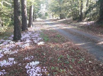 Trail Walking La Bazouge-des-Alleux - Bazouge des Alleux - 11 km - Photo