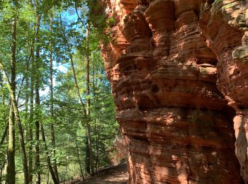 Tocht Paardrijden Roppeviller - Tour du Altschlossfelsen - Photo