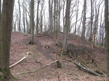 Excursión A pie Baunach - Specht-Wanderweg - Photo