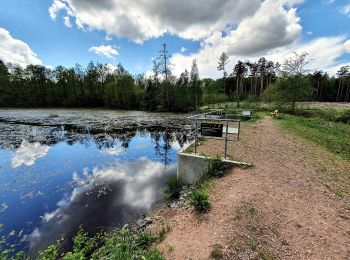 Trail On foot Wermsdorf - Zum Luppaer Naturbad - Photo