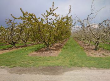 Tour Wandern Ammerschweier - Entre vergers et vignes de Sigolsheim  - Photo