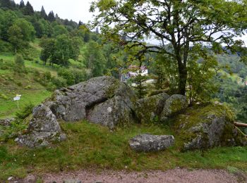 Tour Mountainbike Woll - OR-6098028--Bresse (La):CIRCUIT VTT N°1 - Photo