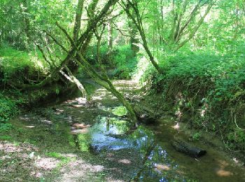 Randonnée Marche Chemillé-en-Anjou - L'Oyon grande boucle à la Jumellière - Photo