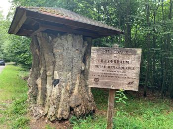 Tour Rennrad Waldolwisheim - Stambach-Haberhacker- billebaum - Photo