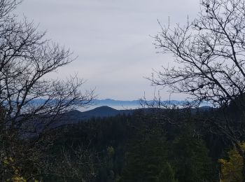 Excursión Senderismo Orbey - Les deux Lacs - Photo