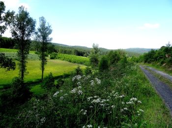 Tocht Te voet Bestwig - Nuttlar Rundweg N5 - Photo