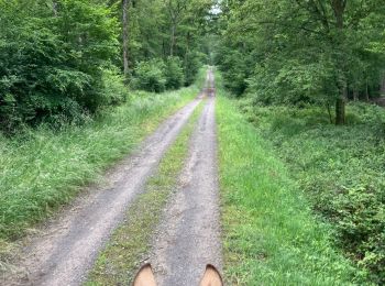 Trail Horseback riding Saint-Martin - Tivio domevre  - Photo