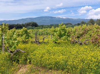 Tocht Stappen Mormoiron - Entre Vignes et Cerises - Photo